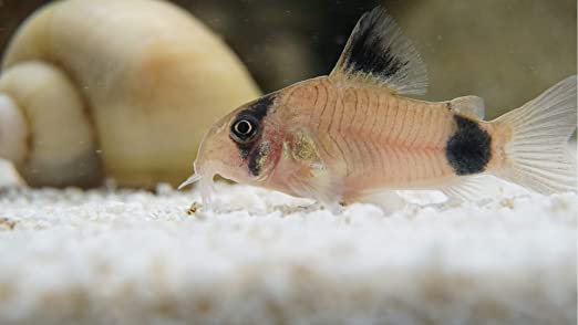 Pez Corydoras Panda