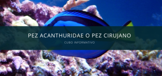 pez Acanthuridae o pez cirujano