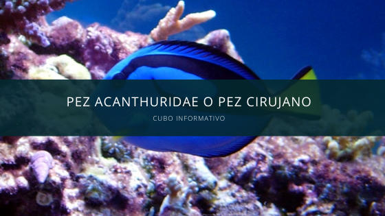 pez Acanthuridae o pez cirujano
