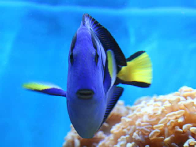 pez cirujano infografia