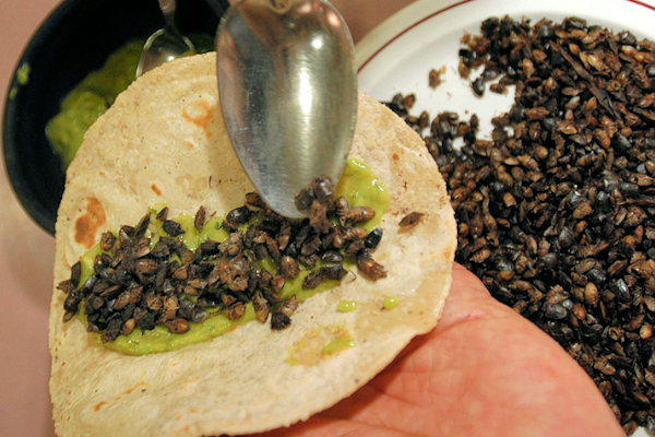 tacos de jumiles gastronomia de mexico con insectos