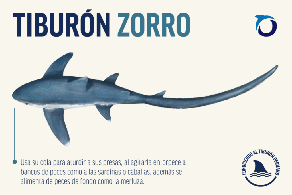 Tibur n Zorro O Tibur n Alopias Vulpinus Aprende De El Aqu 