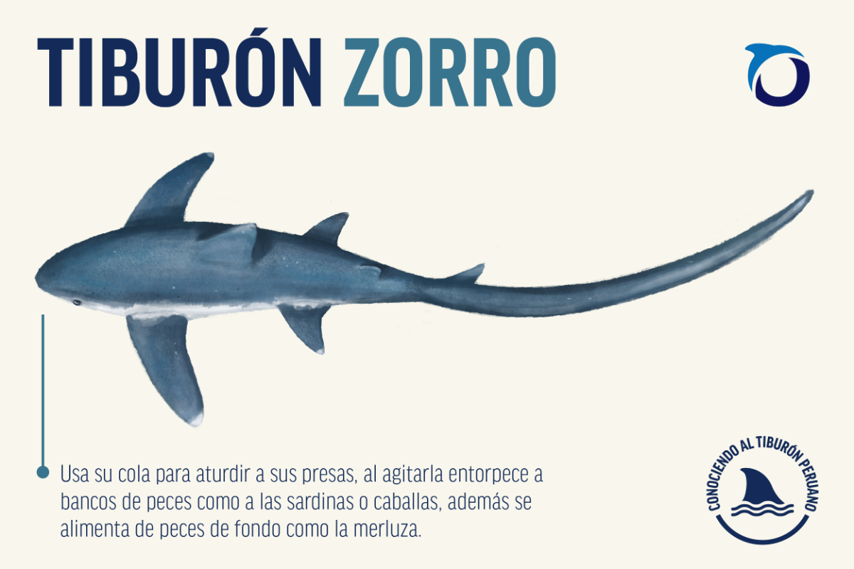 tiburón zorro características