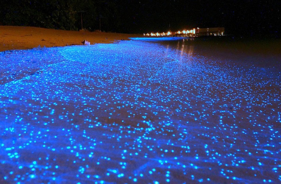 Bioluminiscencia holbox