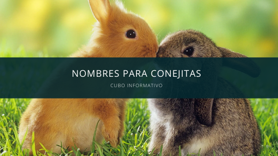 Nombres para Conejitas