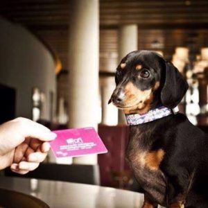hotel alof cancun pet friennly