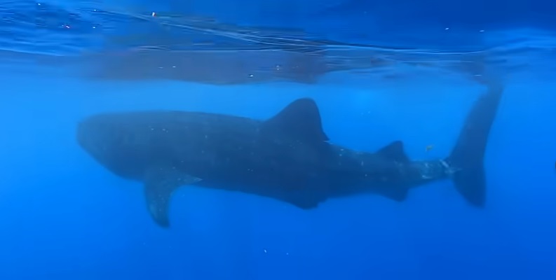 Cuánto cuesta un tour con tiburones ballena en Cancún