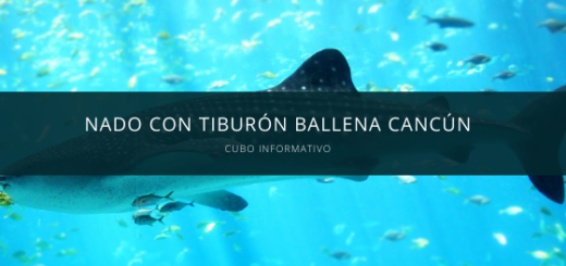 Nado con Tiburón Ballena Cancún