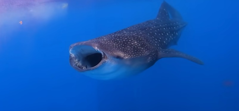 Nado con Tiburón Ballena Cancún