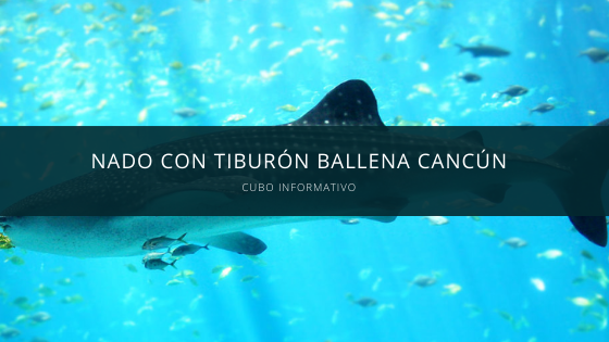 Nado con Tiburón Ballena Cancún