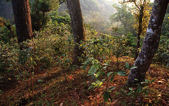 El Triunfo Reserva de la Biosfera chiapas