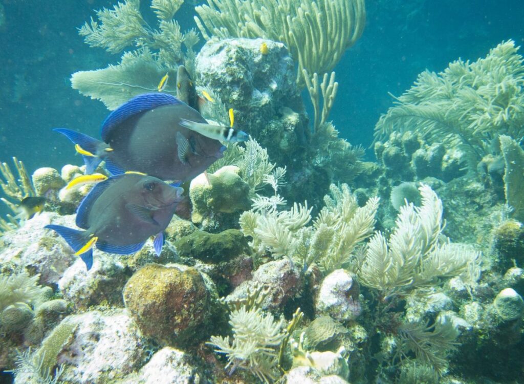 Reserva Arrecifal de veracruz