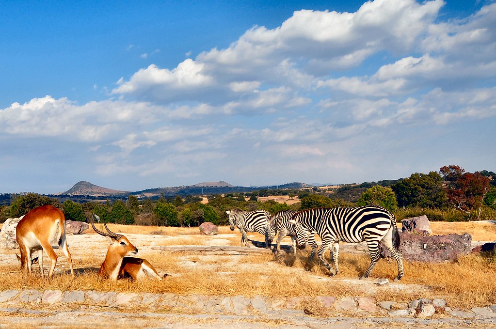 Africam Safari puebla