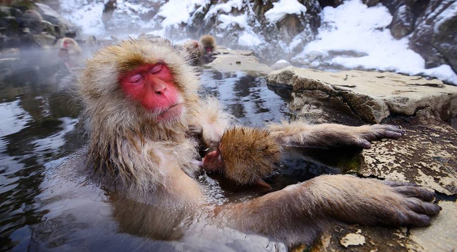 Parque de los monos de Jigokudani