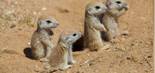 Flora y Fauna de Coahuila
